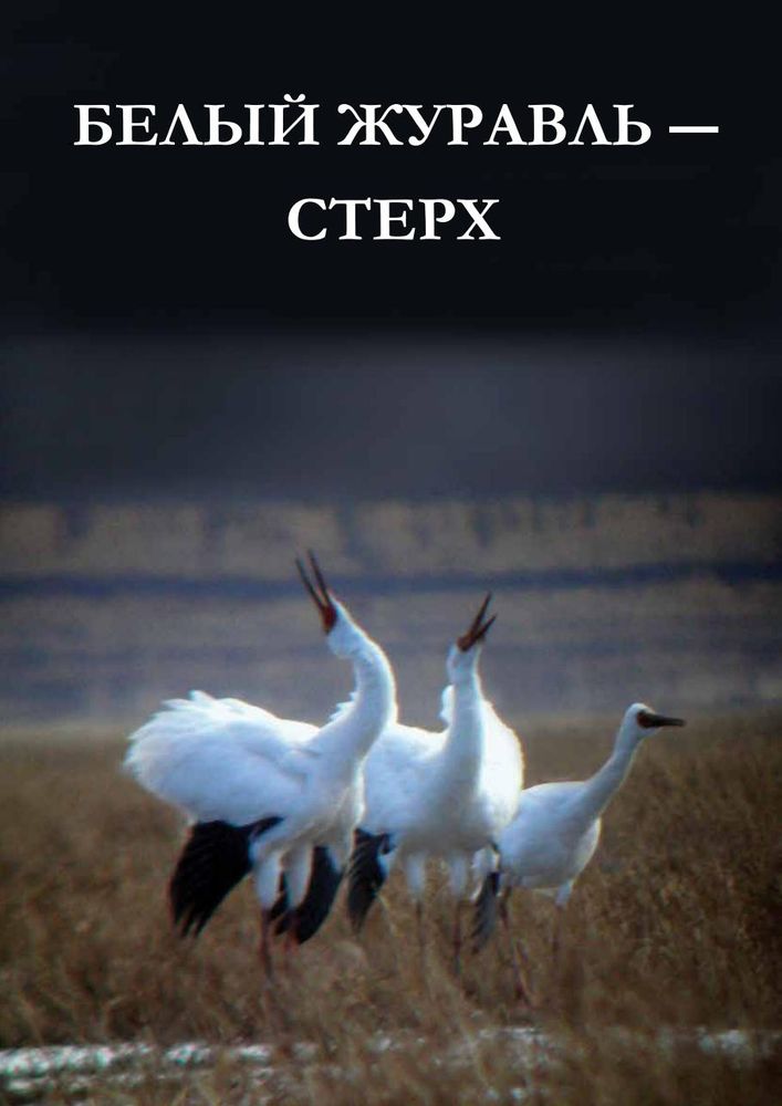 Ильяшенко Е., «Стерх: буклет о белых журавлях»